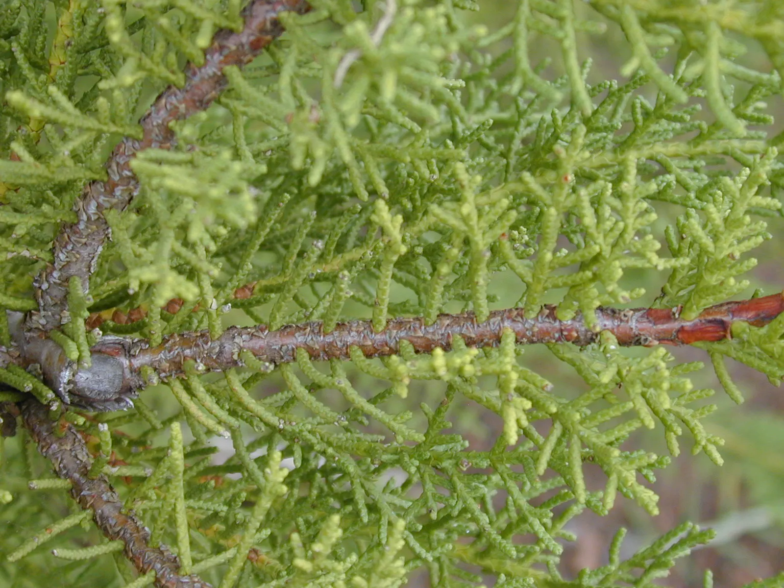 Monterey Cypress 'Goldcrest' (Cupressus Macrocarpa 'Goldcrest') — this low-maintenance tree adds year-round color and textural contrast to landscapes