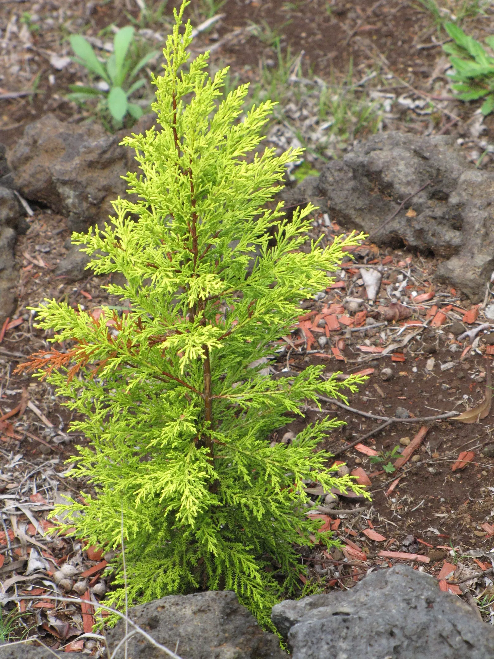 Monterey Cypress 'Goldcrest' (Cupressus Macrocarpa 'Goldcrest') — Ideal for hedging and vertical accents