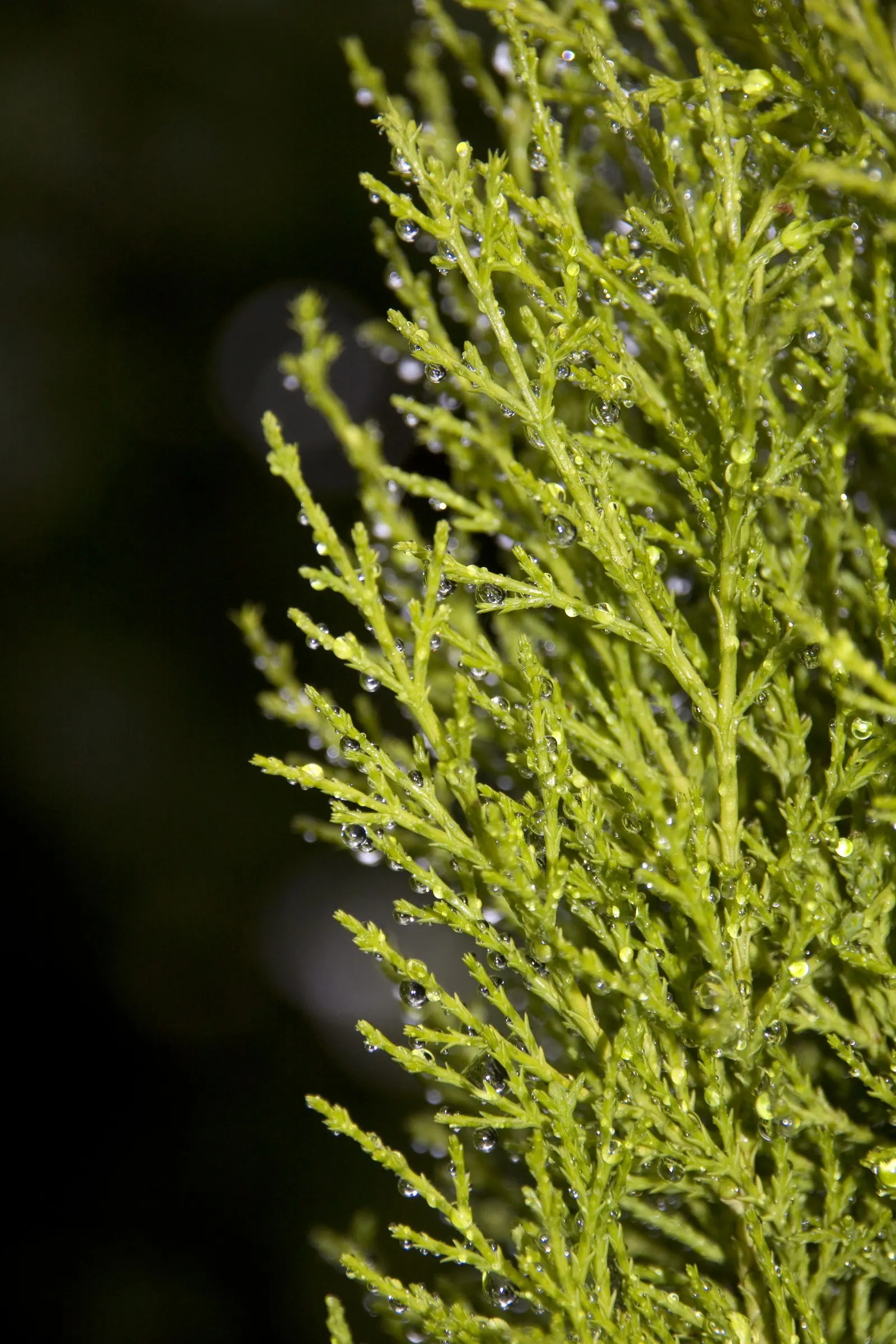 Monterey Cypress 'Goldcrest' (Cupressus Macrocarpa 'Goldcrest') — is a radiant standout in any landscape design