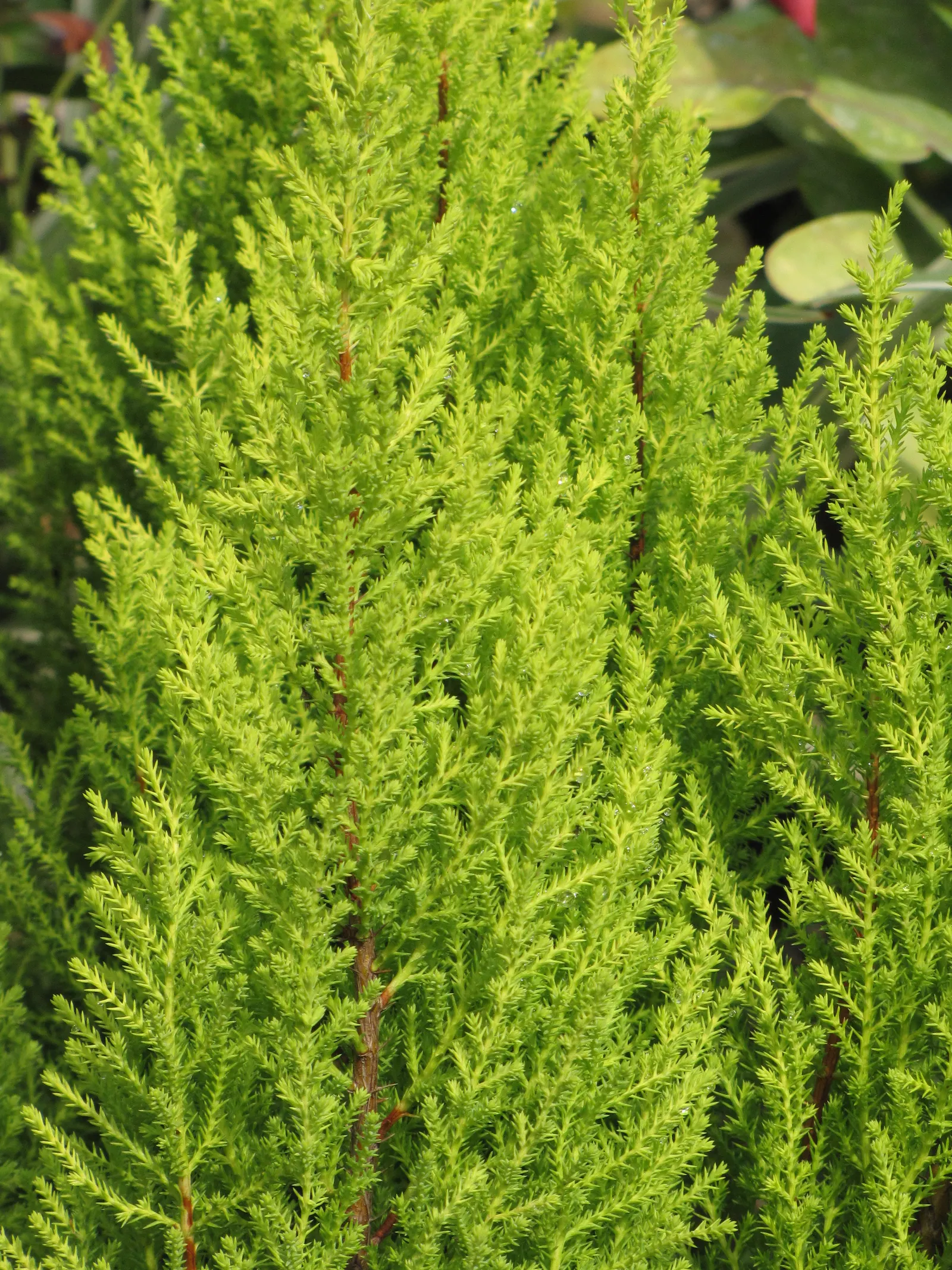 Monterey Cypress 'Goldcrest' (Cupressus Macrocarpa 'Goldcrest') — reaching up to 7-8 feet tall and 1-2 feet wide within 10 years