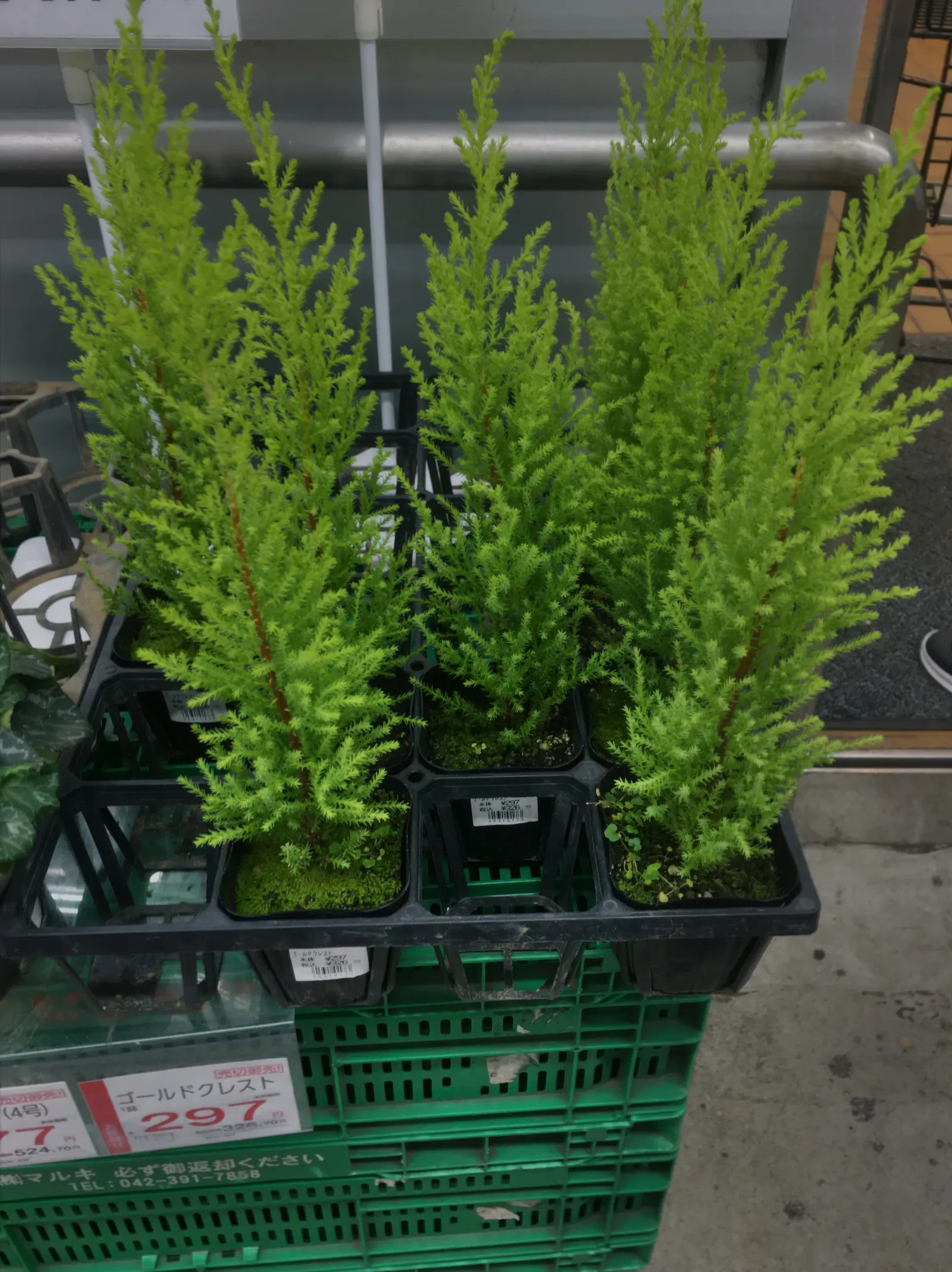 Monterey Cypress 'Goldcrest' (Cupressus Macrocarpa 'Goldcrest') — preferring full sun exposure for optimum color vibrancy