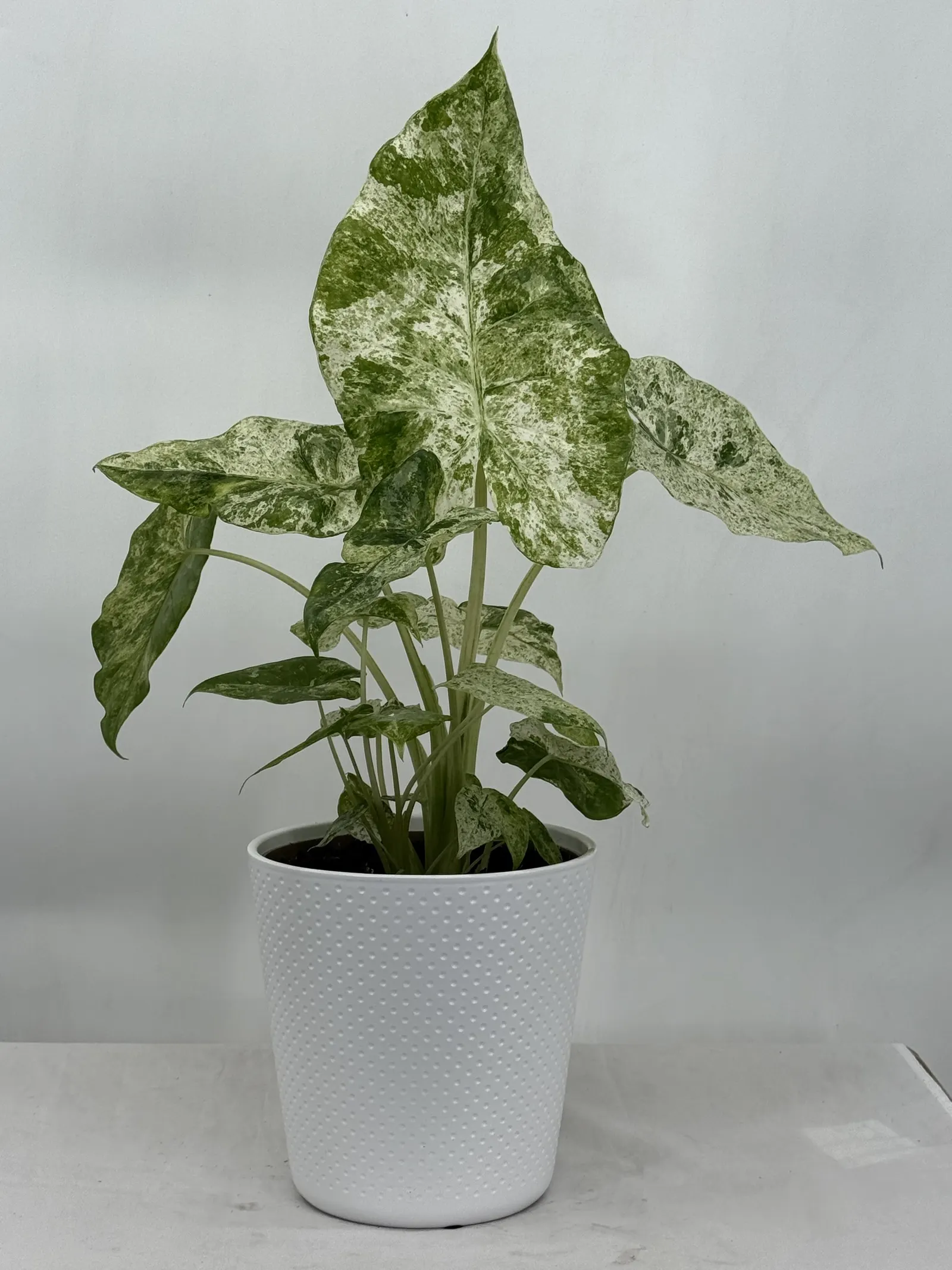 Phoebus™ Alocasia (Alocasia x) — Proven Winners - Mythic® Phoebus™ - Alocasia x plant details, information and resources