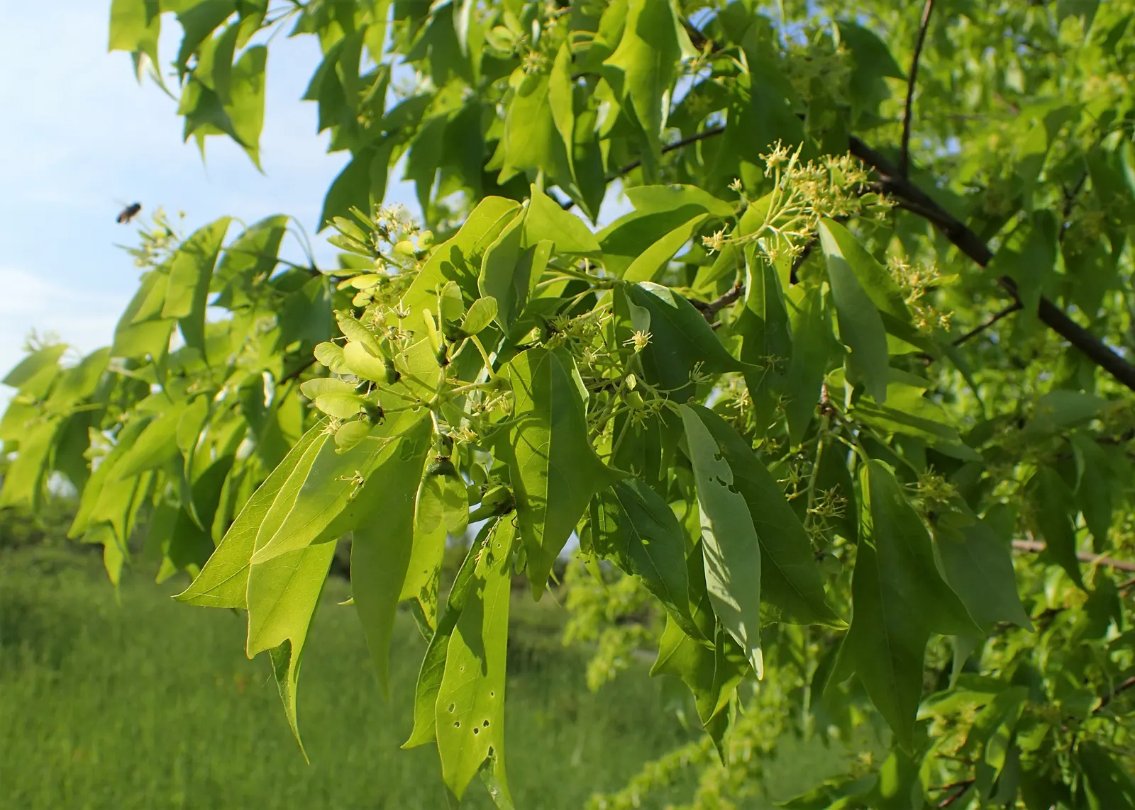 Trident Maple (Acer Buergerianum) — Hardy in USDA zones 5-9, it reaches 20-35 feet in height with a spread of 20-30 feet; with modest watering needs once