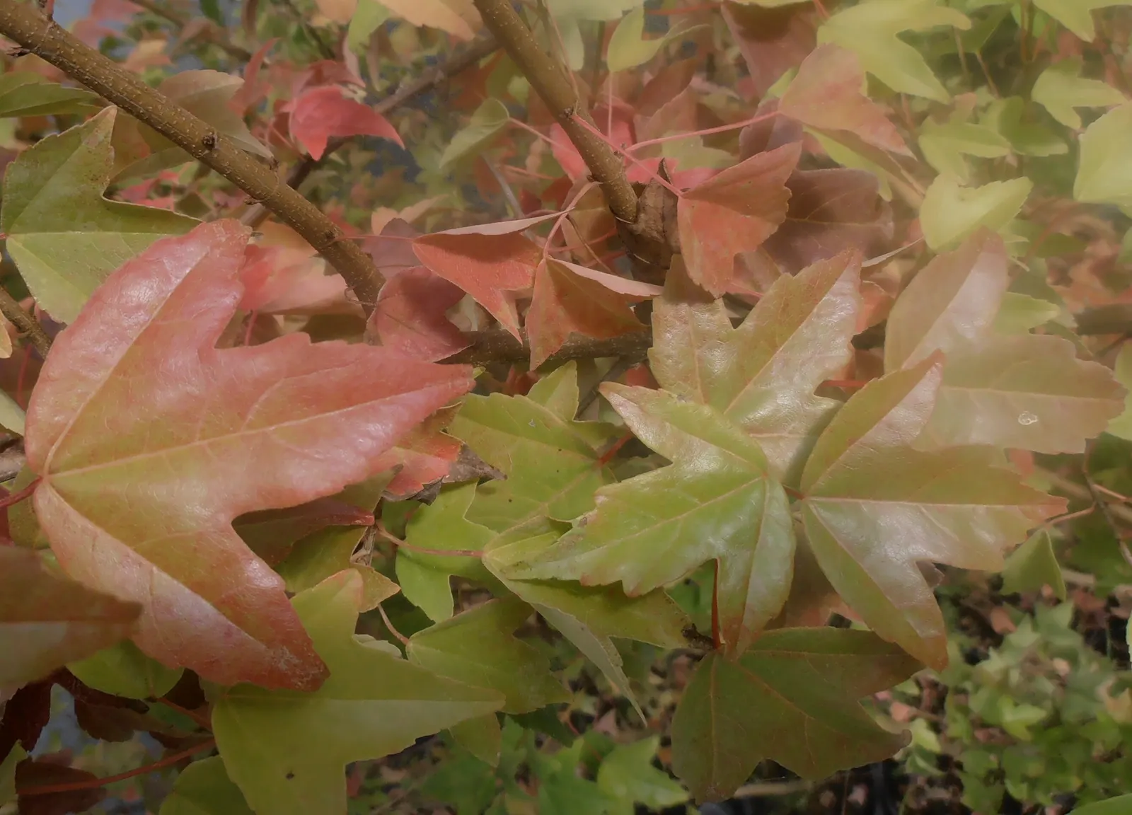 Trident Maple (Acer Buergerianum) — to vibrant shades of yellow; the Trident Maple (Acer buergerianum) is a versatile deciduous tree, image 76