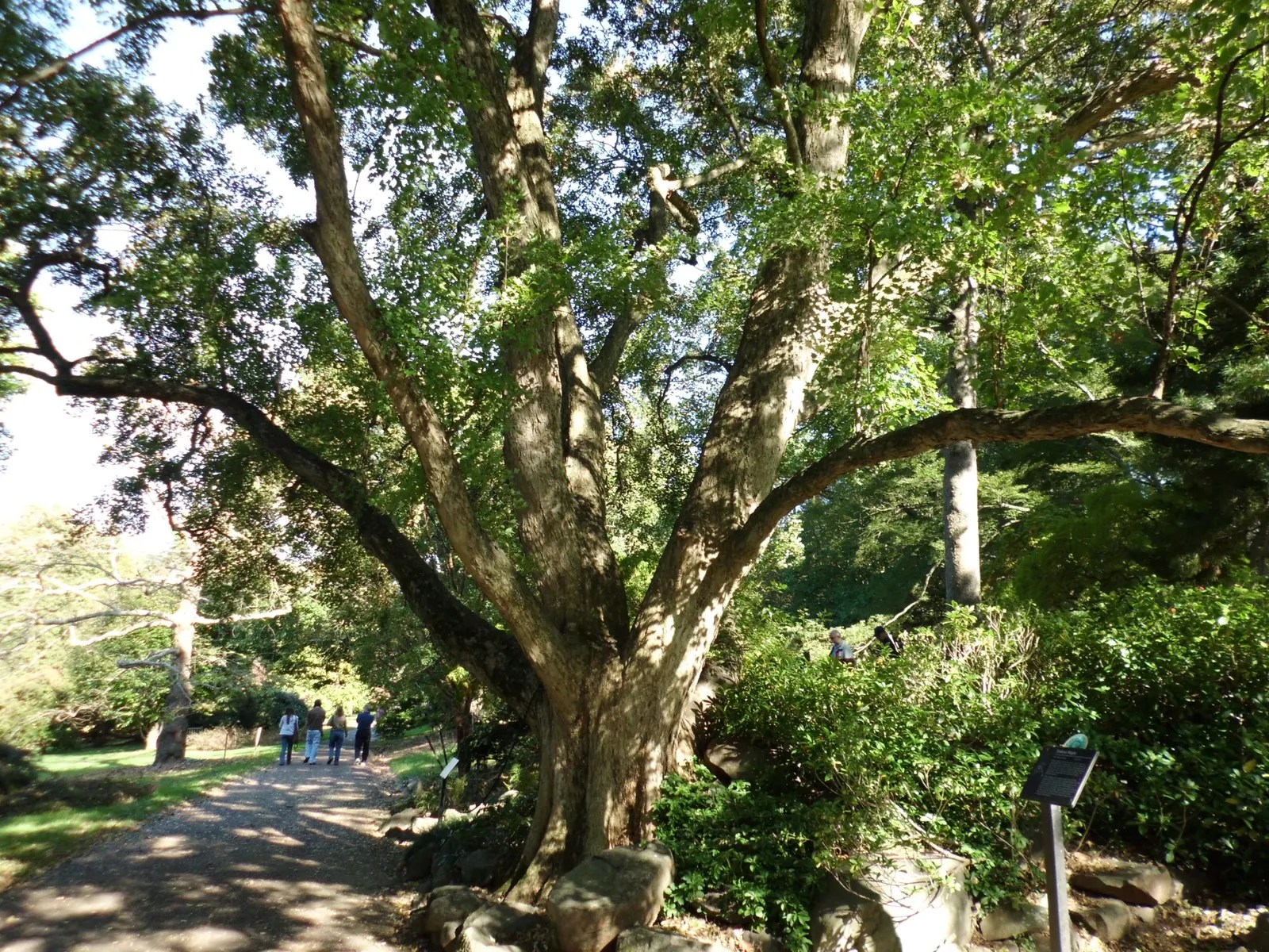 Trident Maple (Acer Buergerianum) — Its moderate growth rate and compact roots make it a prime choice for urban environments