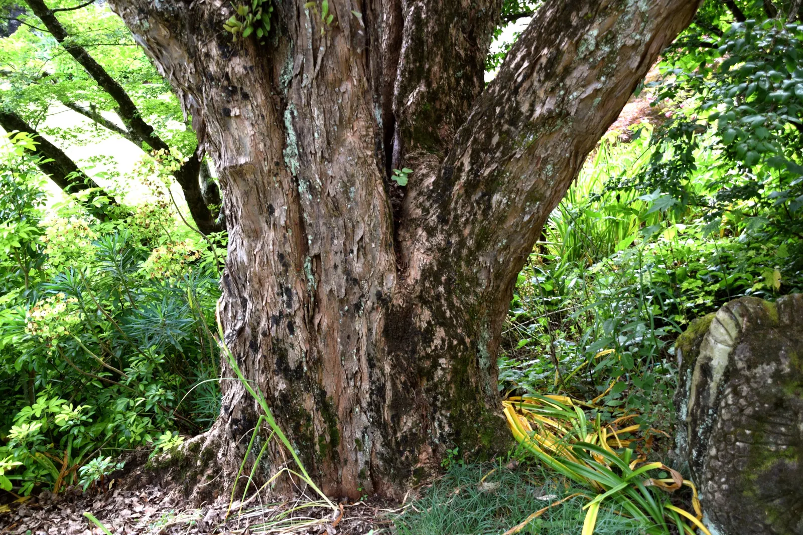 Trident Maple (Acer Buergerianum) — to vibrant shades of yellow; the Trident Maple (Acer buergerianum) is a versatile deciduous tree