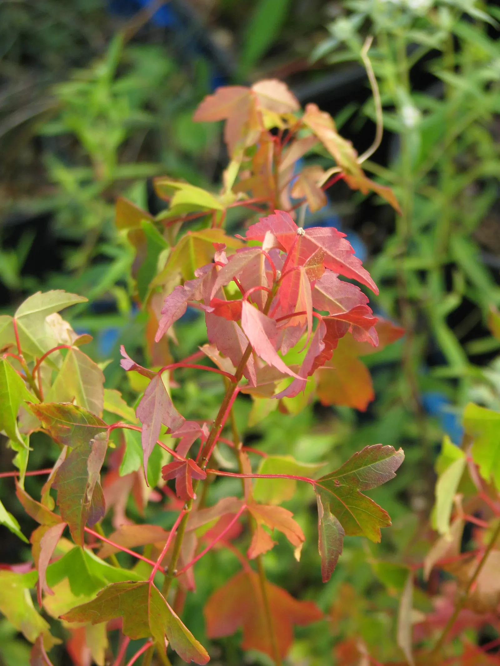 Trident Maple (Acer Buergerianum) — scientifically known as Acer buergerianum; to vibrant shades of yellow, image 71