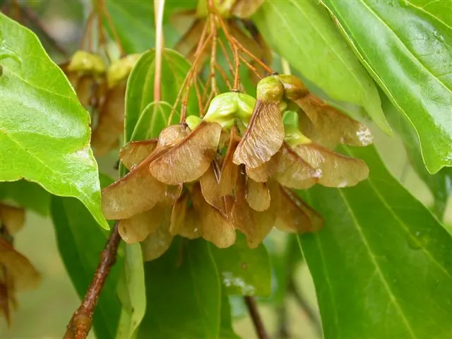 Trident Maple (Acer Buergerianum) — With modest watering needs once established