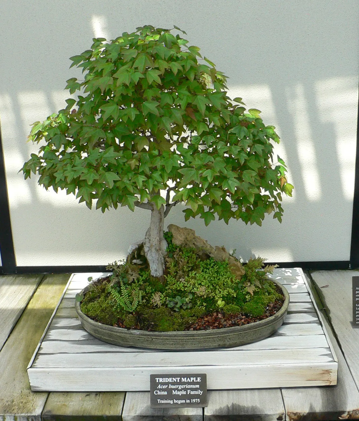 Trident Maple (Acer Buergerianum) — treasured for its trident-shaped leaves and striking fall colors; and red in the fall.<br><br>Being a resilient, image 68