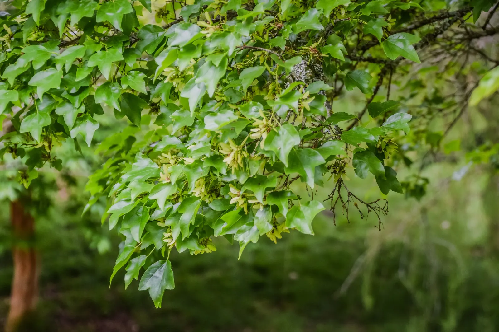 Trident Maple (Acer Buergerianum) — treasured for its trident-shaped leaves and striking fall colors