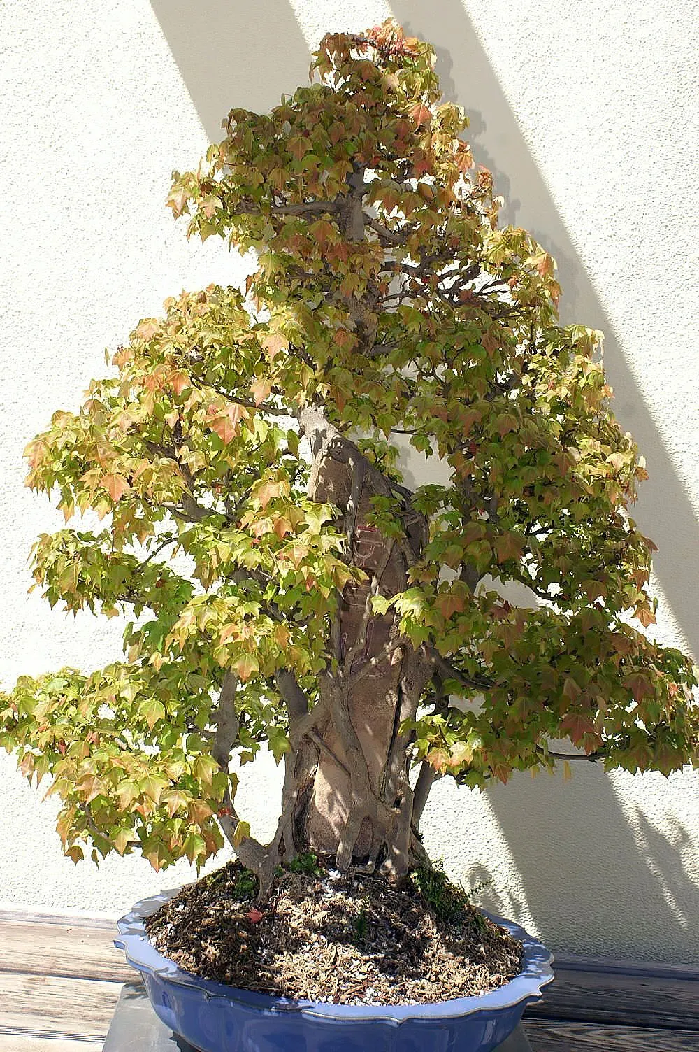 Trident Maple (Acer Buergerianum) — this tree is a low-maintenance option that provides a high degree of visual interest and seasonal variation
