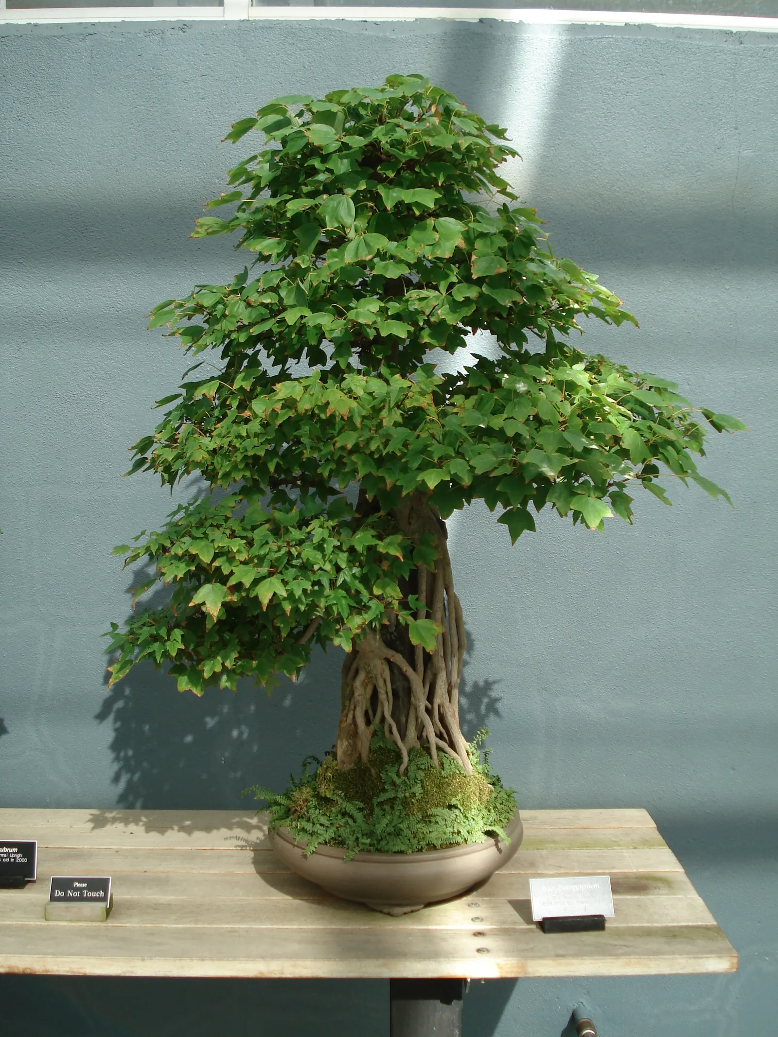 Trident Maple (Acer Buergerianum) — Its moderate growth rate and compact roots make it a prime choice for urban environments; it isn't overly fussy, image 81