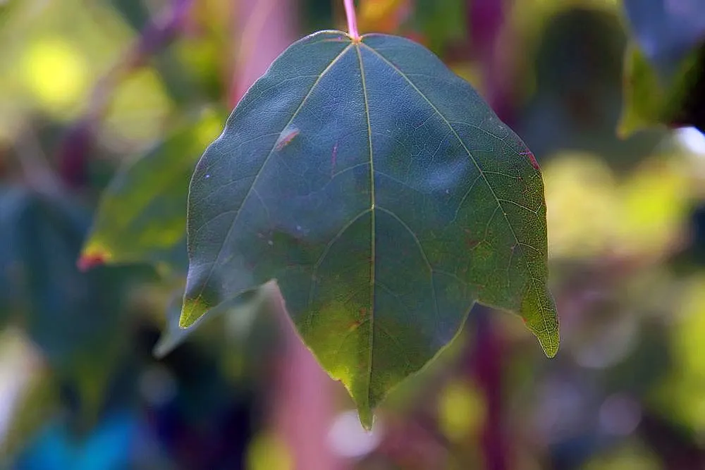 Trident Maple (Acer Buergerianum) — The Trident Maple (Acer buergerianum) is a versatile deciduous tree