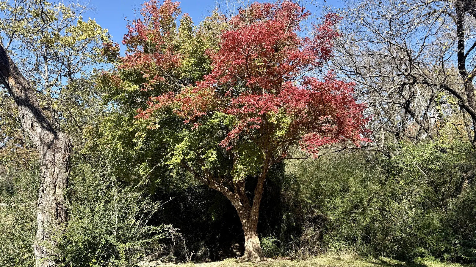 Trident Maple (Acer Buergerianum) — scientifically known as Acer buergerianum; to vibrant shades of yellow