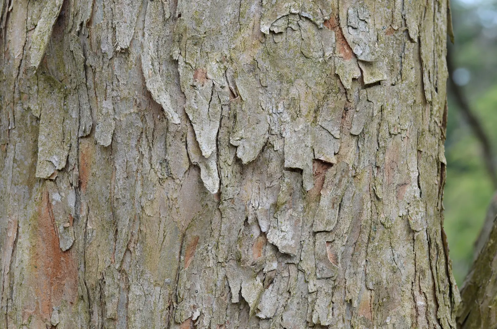 Trident Maple (Acer Buergerianum) — transitioning from a glossy green in the spring and summer