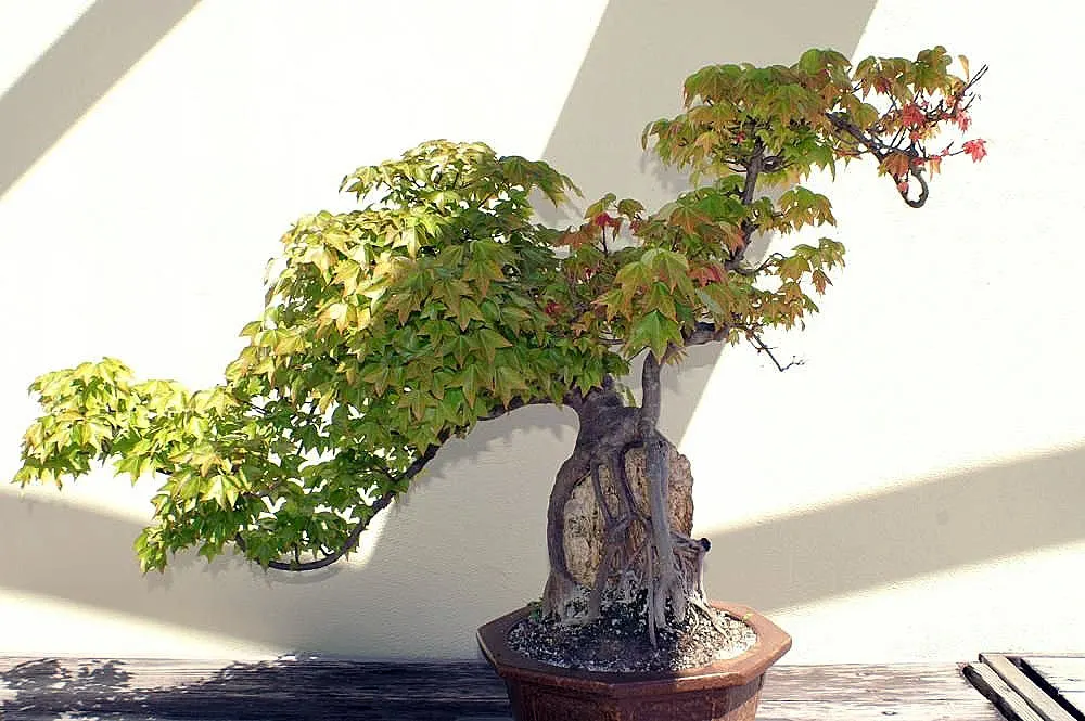Trident Maple (Acer Buergerianum) — The Trident Maple (Acer buergerianum) is a versatile deciduous tree; adaptable to various soils, it requires, image 45