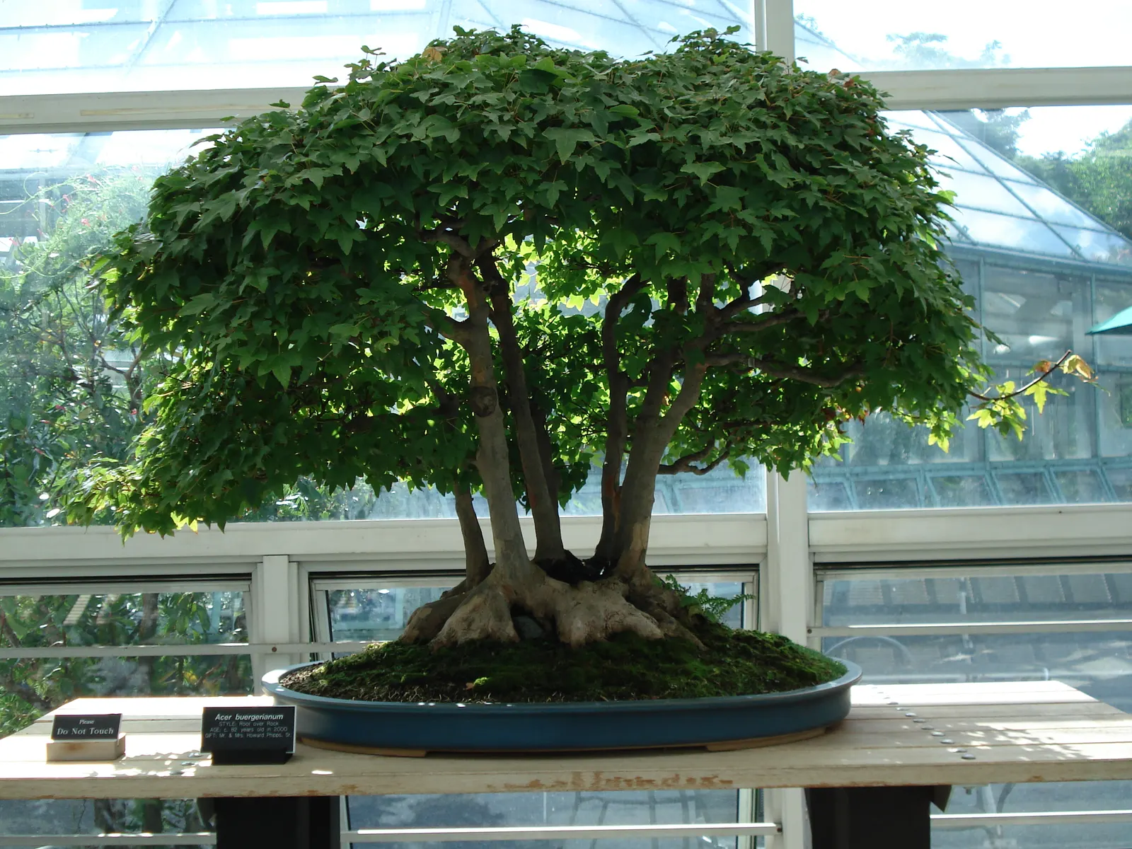 Trident Maple (Acer Buergerianum) — is a deciduous tree heralded for its aesthetic charm and adaptability