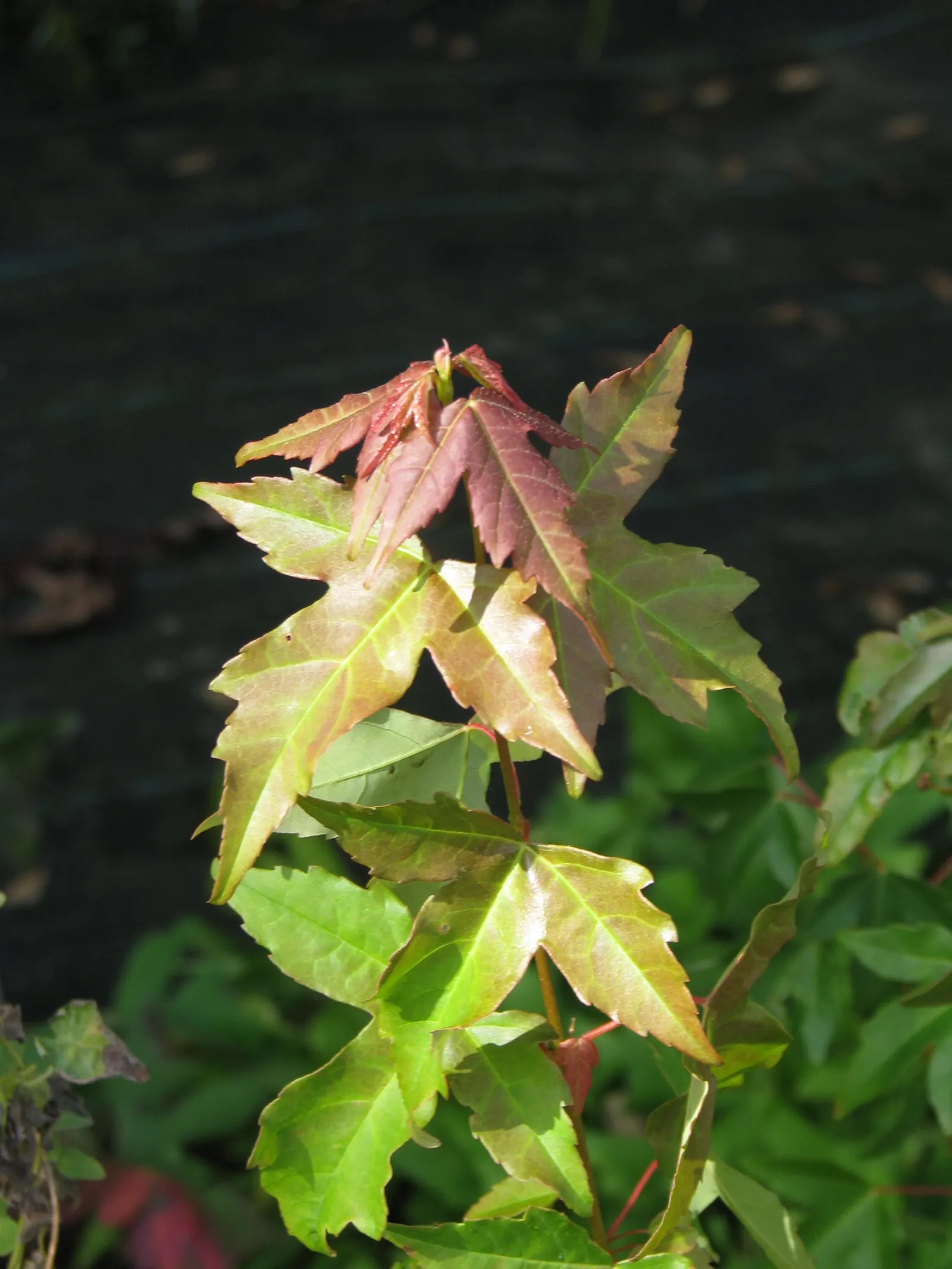 Trident Maple (Acer Buergerianum) — this tree is a low-maintenance option that provides a high degree of visual interest and seasonal variation, image 63