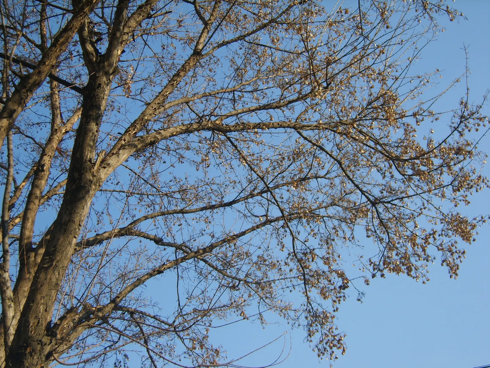 Trident Maple (Acer Buergerianum) — With modest watering needs once established; preferring full sun to partial shade exposure
