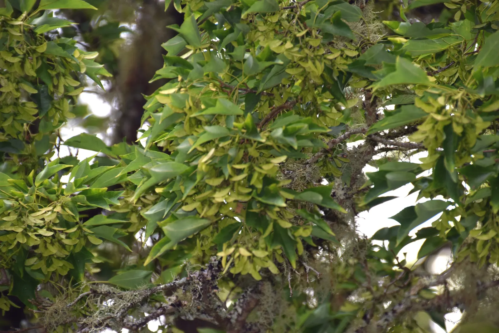 Trident Maple (Acer Buergerianum) — It isn't overly fussy about soil conditions, but well-drained, moist soil is ideal for optimal growth; a, image 80
