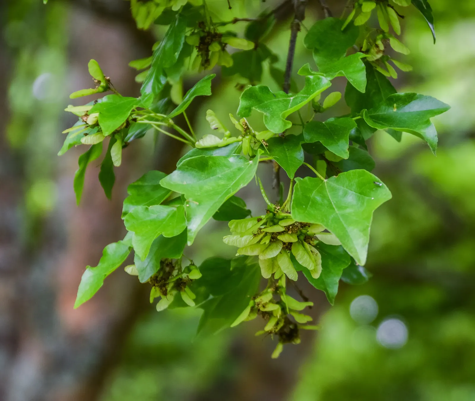 Trident Maple (Acer Buergerianum) — orange and red flowers in the garden; scientifically known as Acer buergerianum