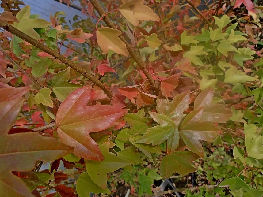 Trident Maple (Acer Buergerianum) — A noteworthy characteristic is its three-lobed leaves; treasured for its trident-shaped leaves and striking fall colors