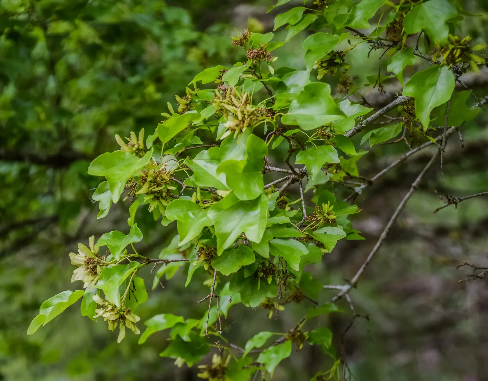 Trident Maple (Acer Buergerianum) — tree with orange and red blooms; the Trident Maple thrives best in USDA Hardiness Zones 5 through 8, image 65