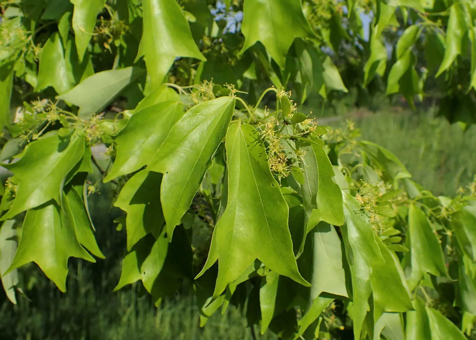 Trident Maple (Acer Buergerianum) — the Trident Maple thrives best in USDA Hardiness Zones 5 through 8; its moderate growth rate and compact roots, image 78