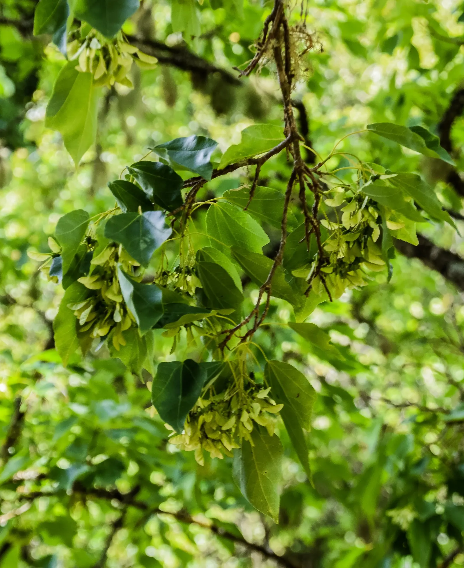 Trident Maple (Acer Buergerianum) — Hardy in USDA zones 5-9, it reaches 20-35 feet in height with a spread of 20-30 feet