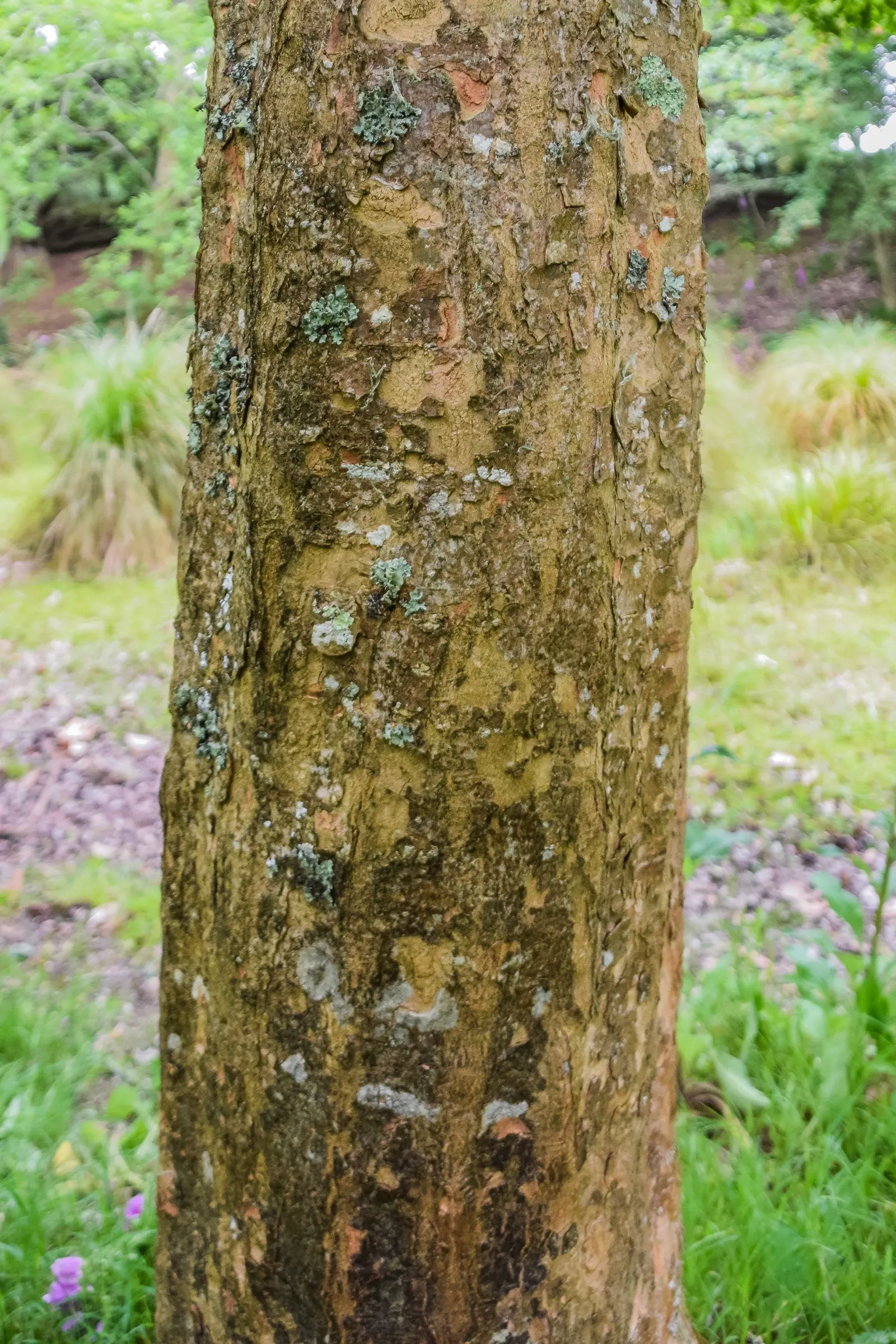 Trident Maple (Acer Buergerianum) — is a deciduous tree heralded for its aesthetic charm and adaptability; its unique, exfoliating bark adds winter, image 72