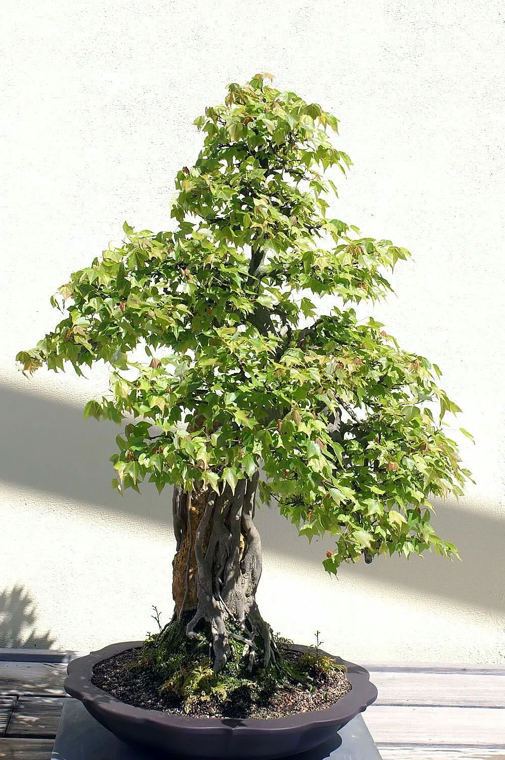 Trident Maple (Acer Buergerianum) — tree for full