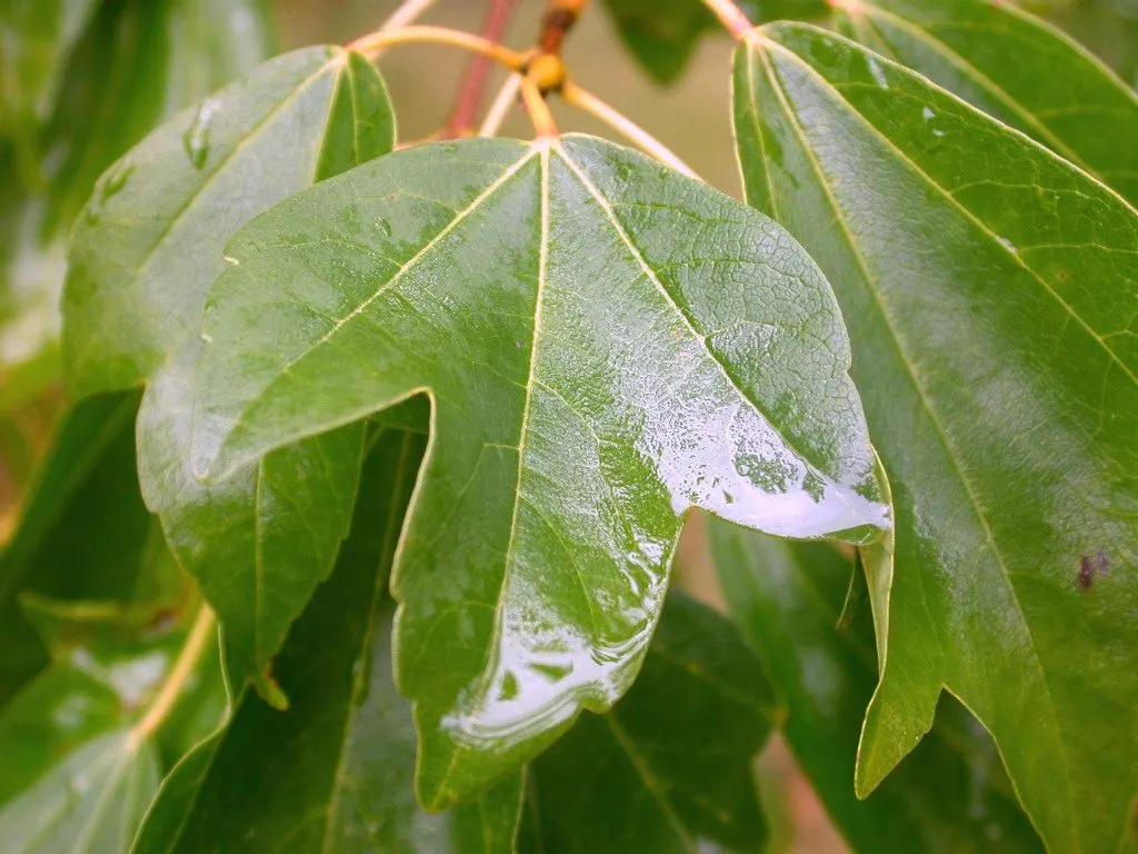 Trident Maple (Acer Buergerianum) — the Trident Maple thrives best in USDA Hardiness Zones 5 through 8; its moderate growth rate and compact roots make it a