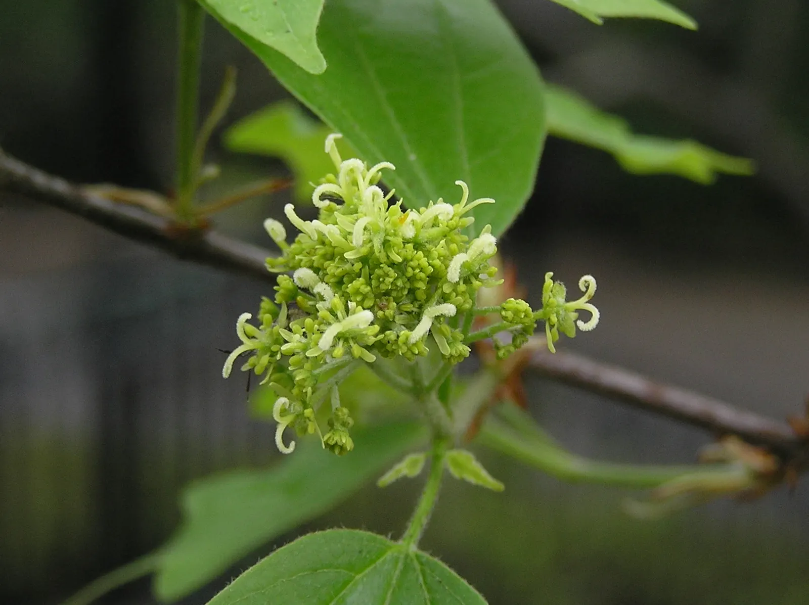 Trident Maple (Acer Buergerianum) — is a deciduous tree heralded for its aesthetic charm and adaptability; its unique, exfoliating bark adds winter, image 50