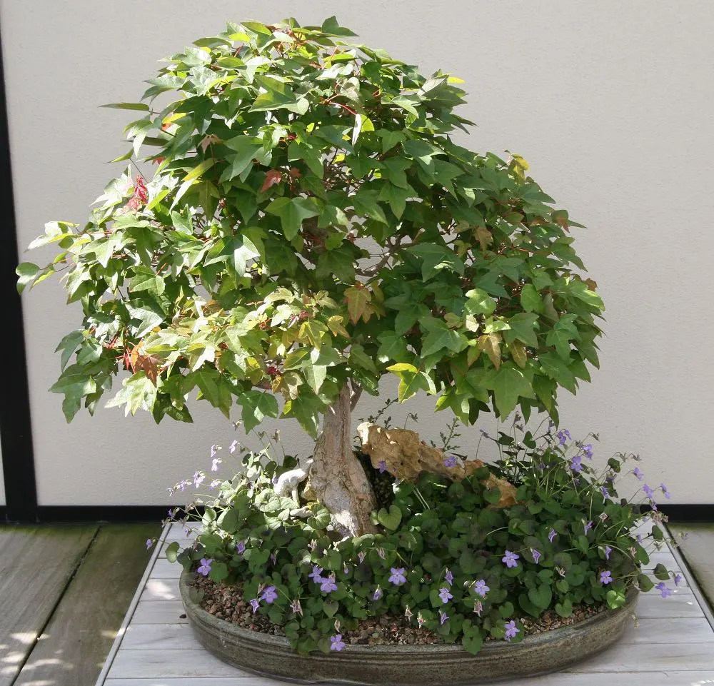 Trident Maple (Acer Buergerianum) — scientifically known as Acer buergerianum