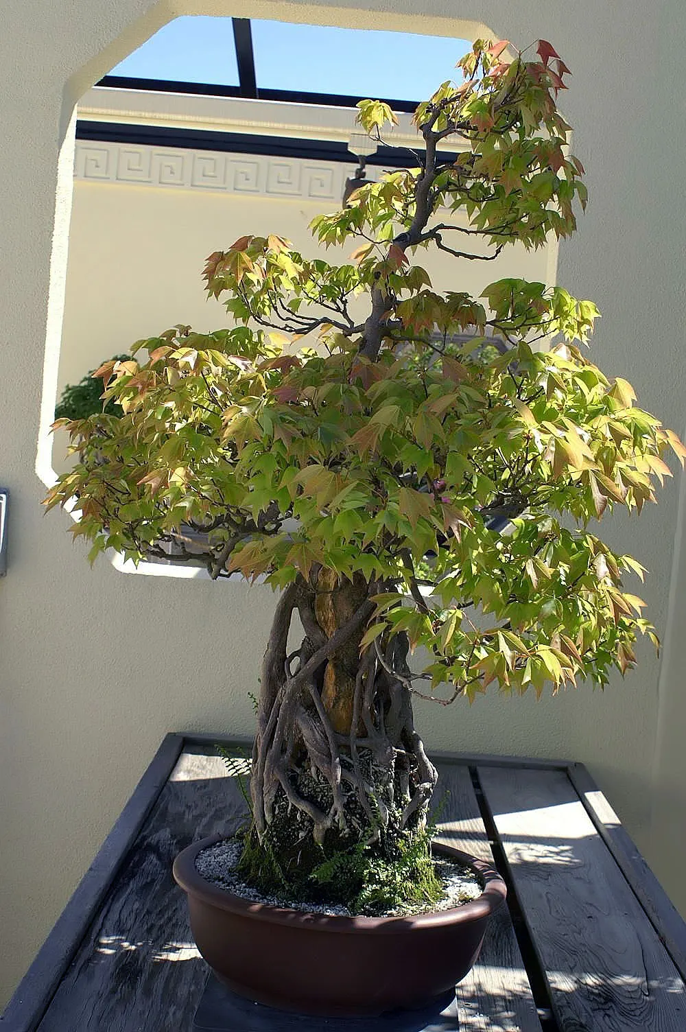 Trident Maple (Acer Buergerianum) — Adaptable to various soils, it requires full sun to partial shade; hardy in USDA zones 5-9, it reaches 20-35 feet in height