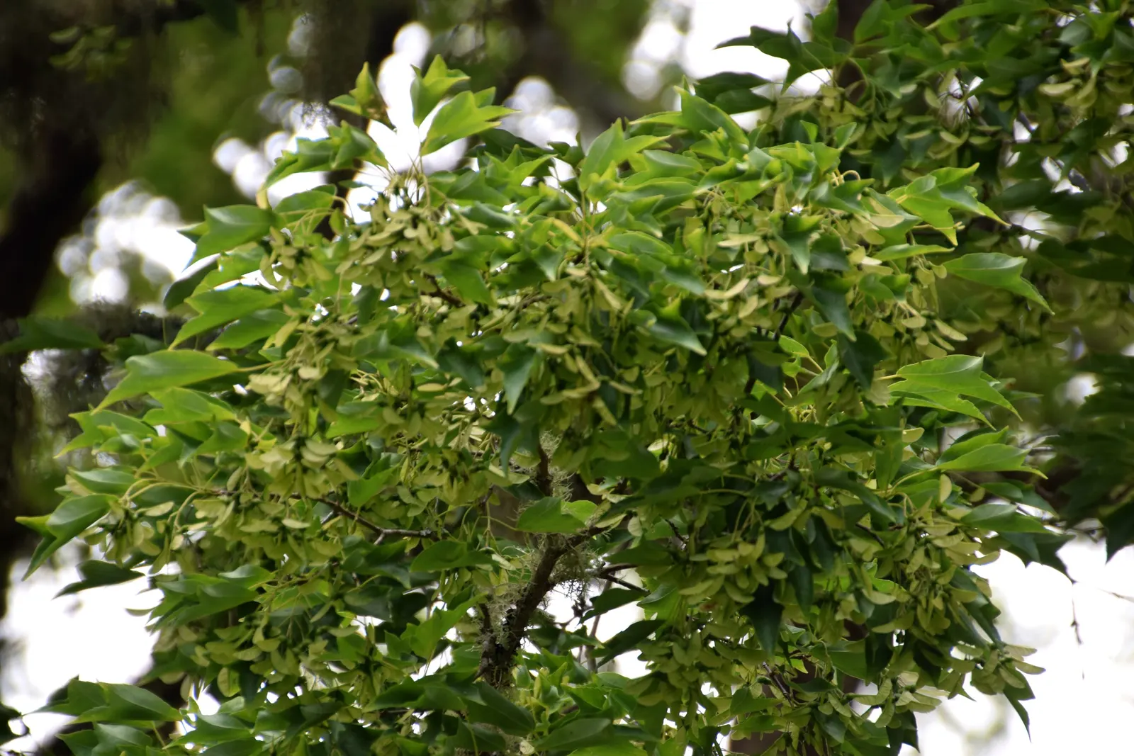 Trident Maple (Acer Buergerianum) — due to its tolerance of pollution and confined spaces.<br><br>For the client; tree with orange and red blooms, image 60