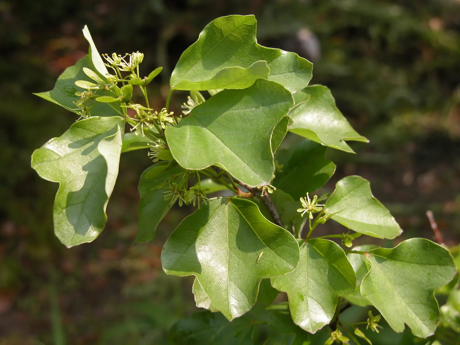 Trident Maple (Acer Buergerianum) — It isn't overly fussy about soil conditions, but well-drained, moist soil is ideal for optimal growth; a, image 58