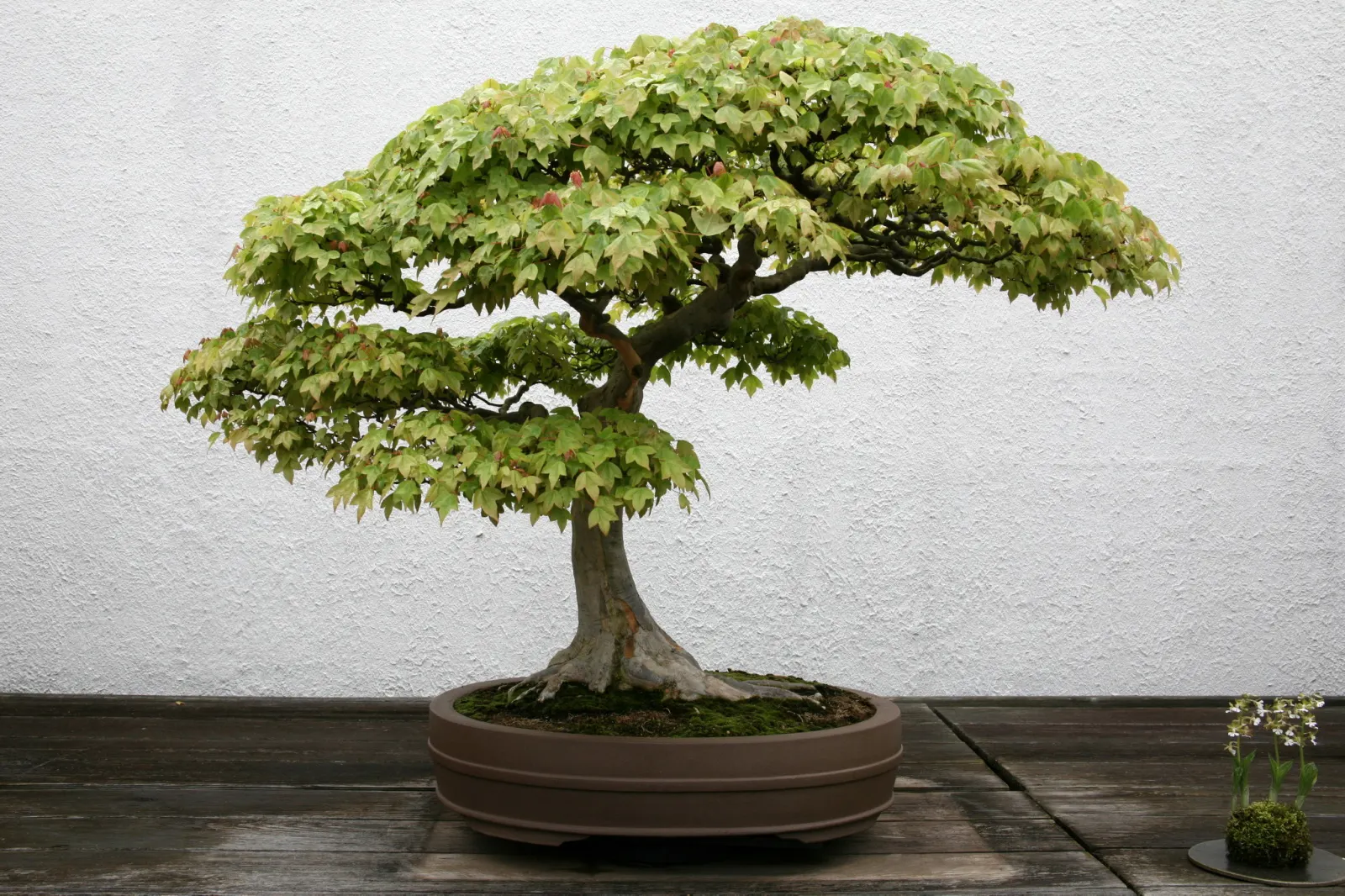 Trident Maple (Acer Buergerianum) — due to its tolerance of pollution and confined spaces.<br><br>For the client; tree with orange and red blooms