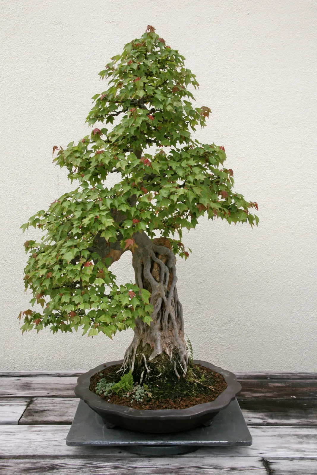 Trident Maple (Acer Buergerianum) — A noteworthy characteristic is its three-lobed leaves