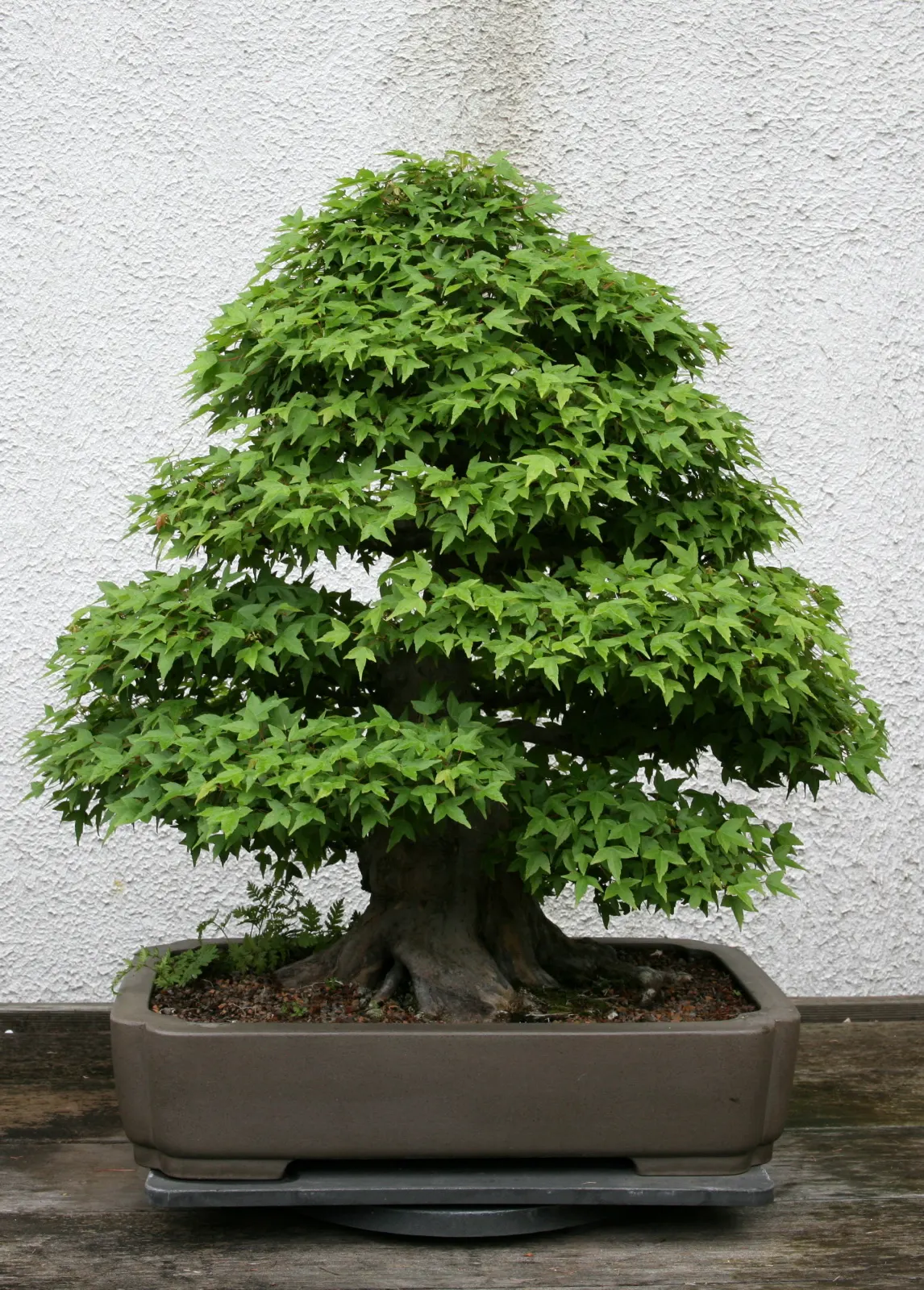 Trident Maple (Acer Buergerianum) — preferring full sun to partial shade exposure; tree for full, image 79