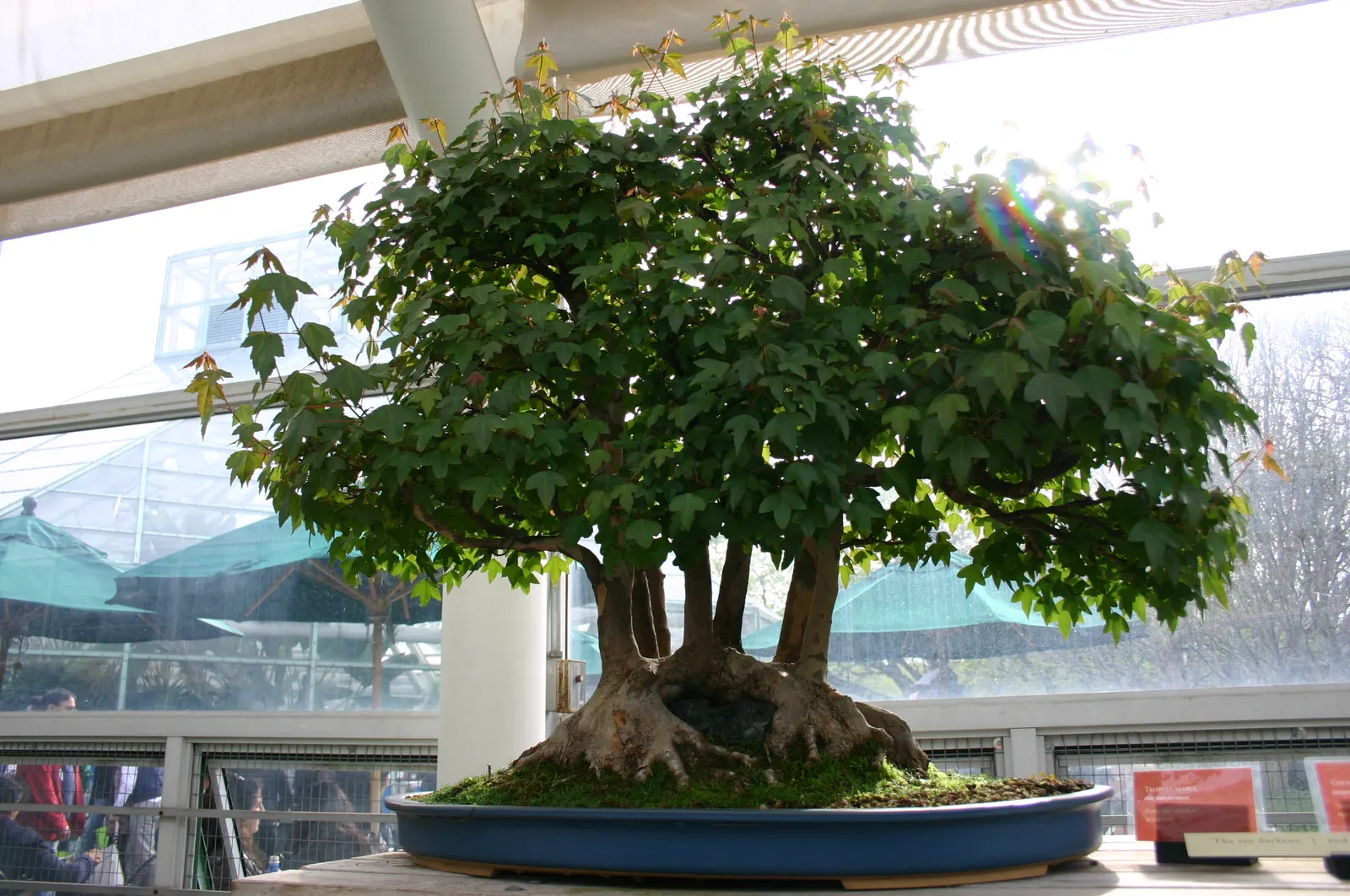 Trident Maple (Acer Buergerianum) — It isn't overly fussy about soil conditions, but well-drained, moist soil is ideal for optimal growth; a noteworthy