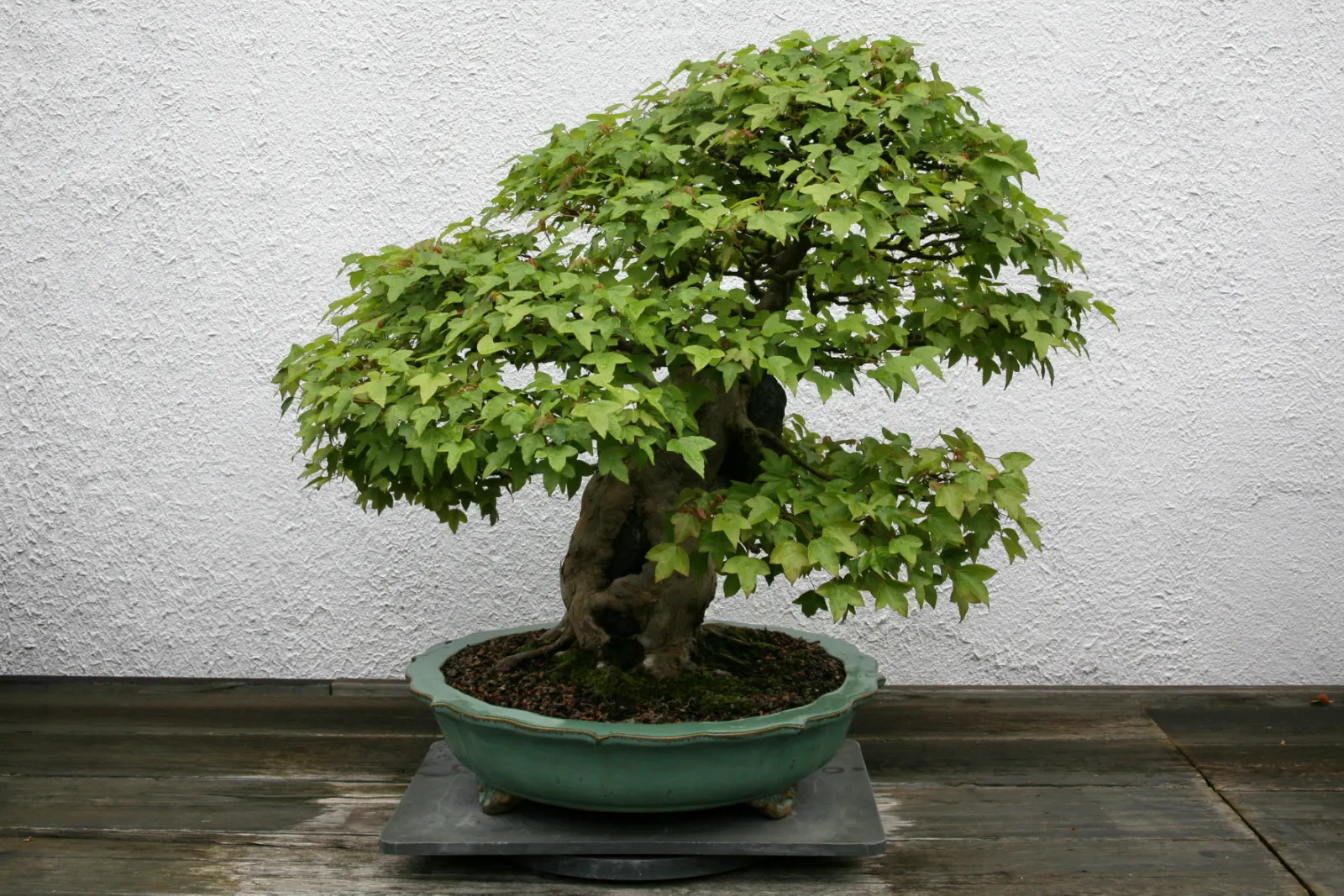 Trident Maple (Acer Buergerianum) — Adaptable to various soils, it requires full sun to partial shade; hardy in USDA zones 5-9, it reaches 20-35, image 48