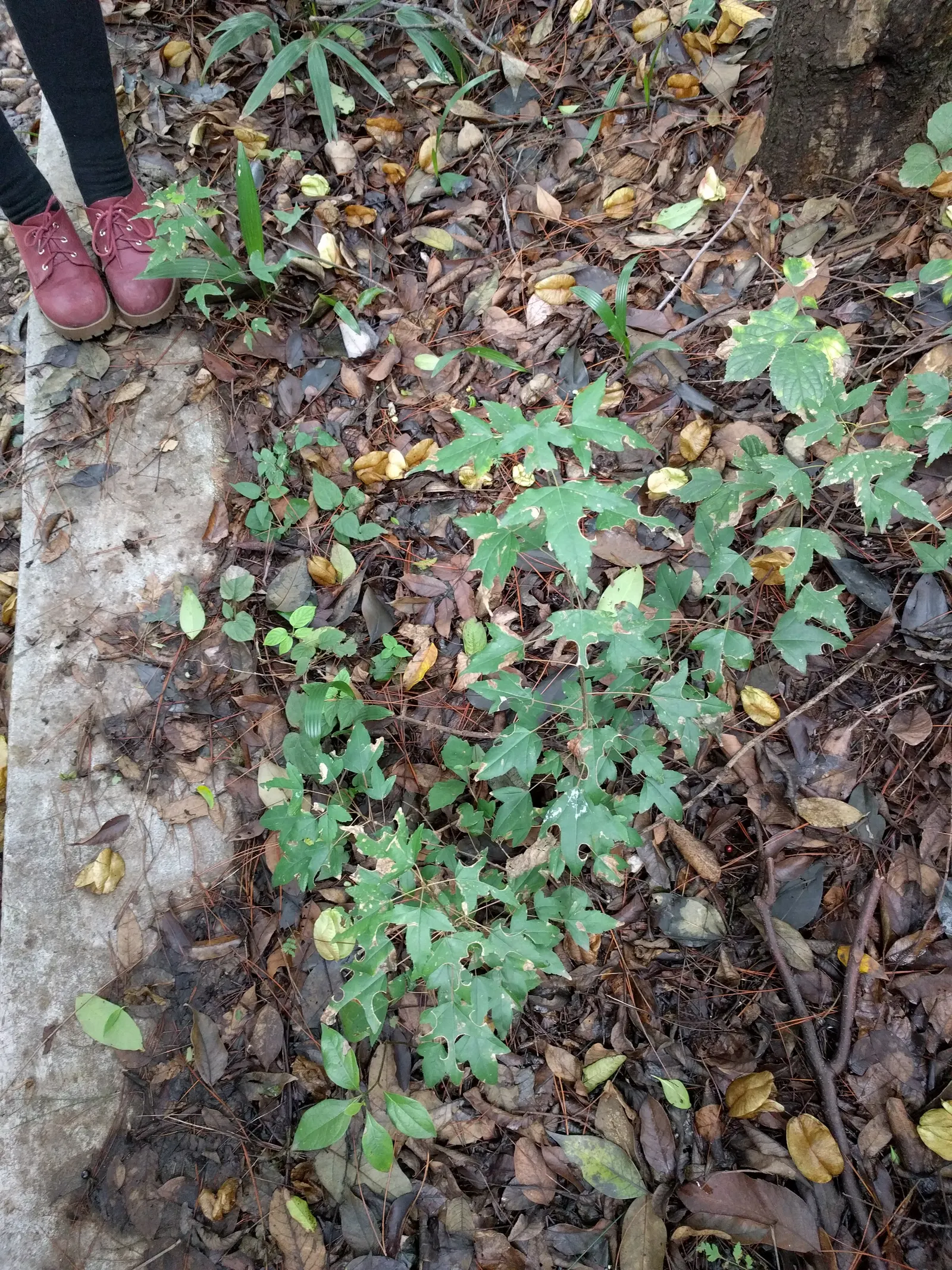 Trident Maple (Acer Buergerianum) — A noteworthy characteristic is its three-lobed leaves; treasured for its trident-shaped leaves and striking, image 73