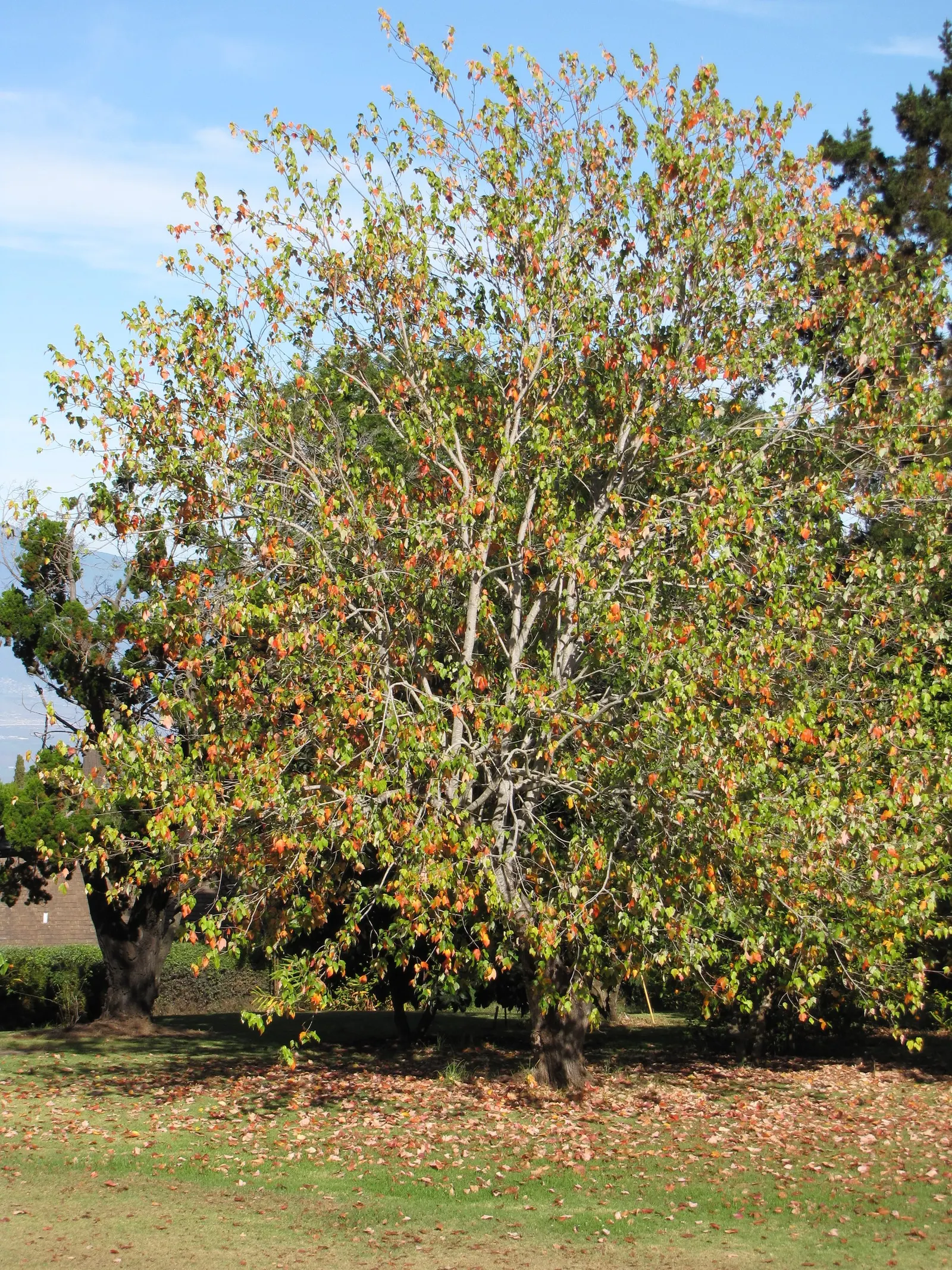 Trident Maple (Acer Buergerianum) — this tree is a low-maintenance option that provides a high degree of visual interest and seasonal variation; orange and red