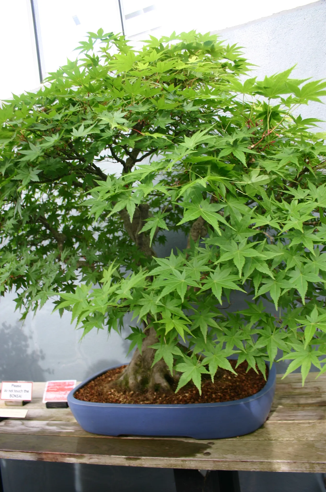 Trident Maple (Acer Buergerianum) — Its unique, exfoliating bark adds winter interest, peeling away to reveal a mosaic of gray, orange, and brown; is a