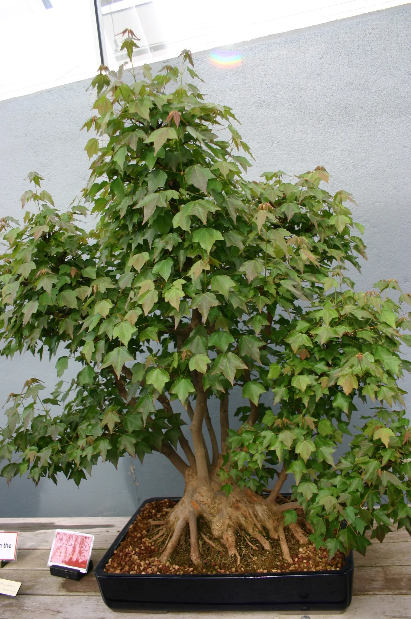 Trident Maple (Acer Buergerianum) — tree for full; this tree is a low-maintenance option that provides a high degree of visual interest and seasonal variation