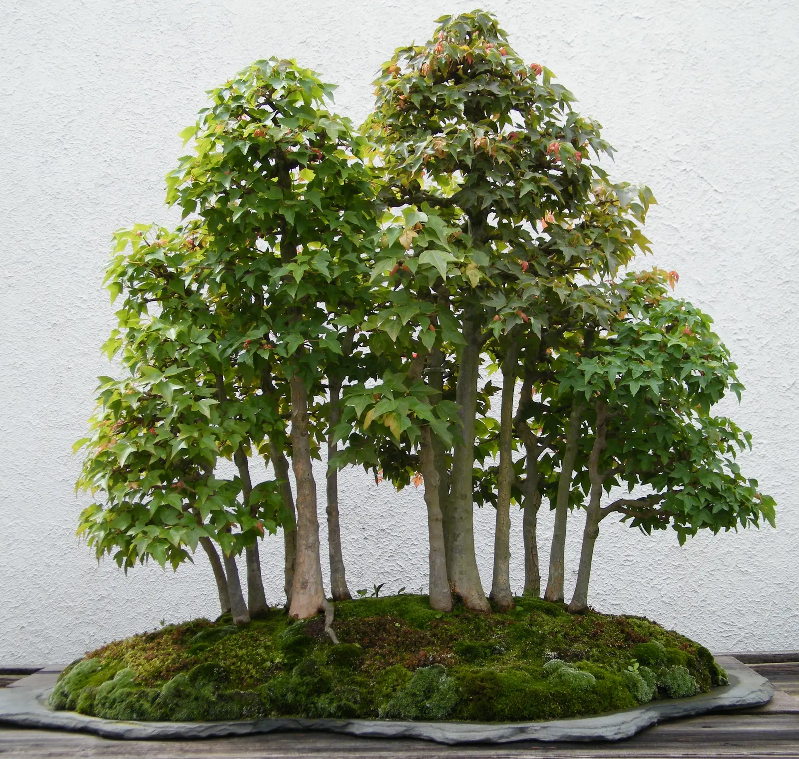 Trident Maple (Acer Buergerianum) — transitioning from a glossy green in the spring and summer; due to its tolerance of pollution and confined