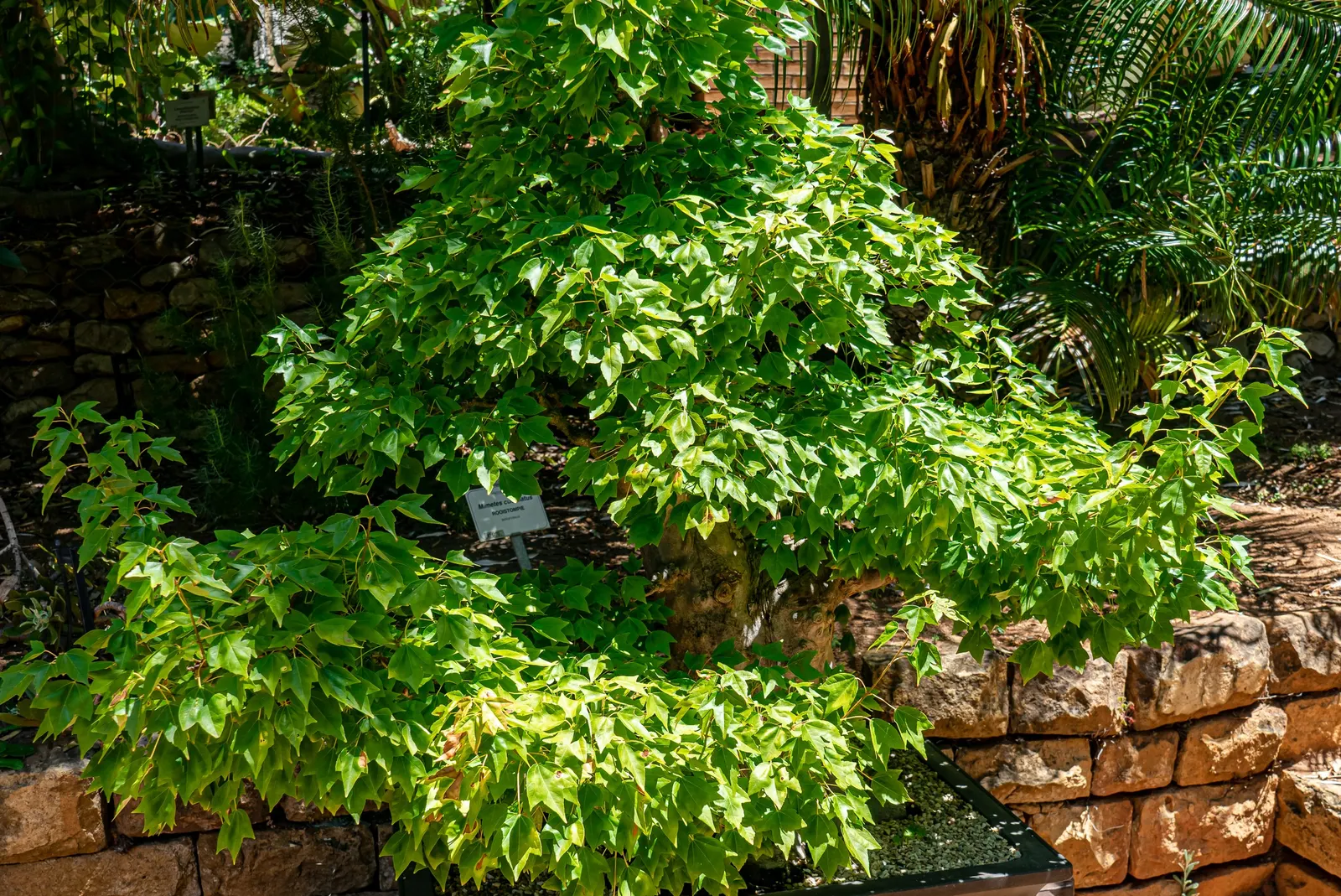 Trident Maple (Acer Buergerianum) — which exhibit a splendid display of color transformation; transitioning from a glossy green in the spring and, image 74