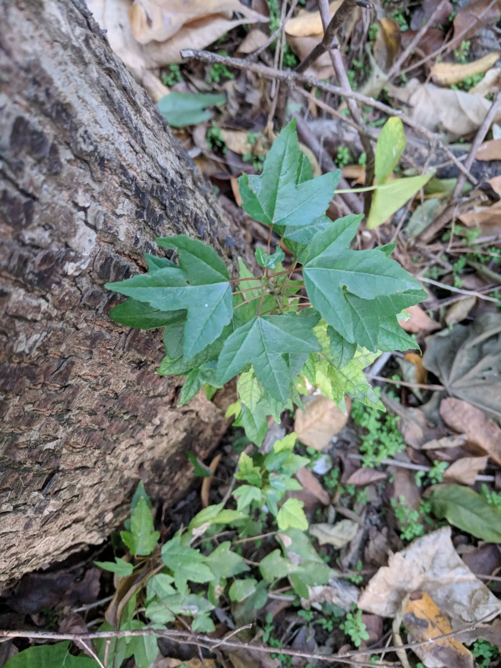 Trident Maple (Acer Buergerianum) — tree for full; this tree is a low-maintenance option that provides a high degree of visual interest and, image 66