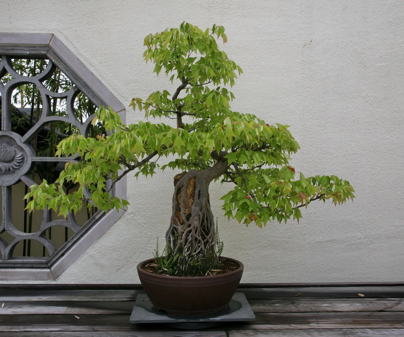 Trident Maple (Acer Buergerianum) — the Trident Maple thrives best in USDA Hardiness Zones 5 through 8